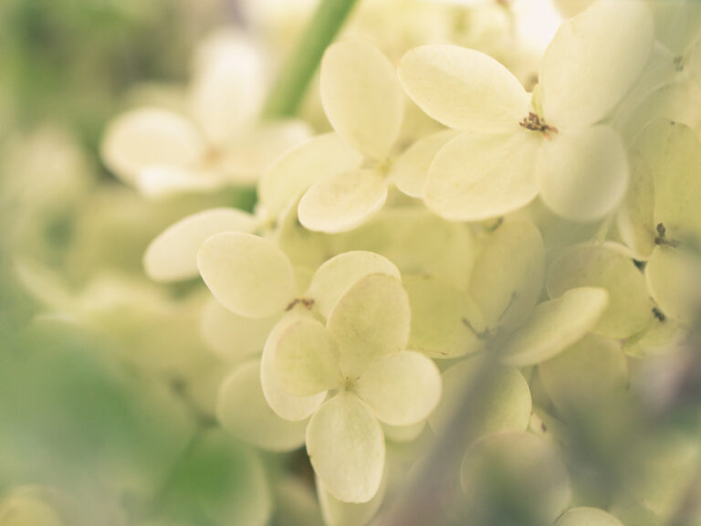 hydrangea petals