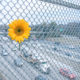 sunflower in rush hour traffic