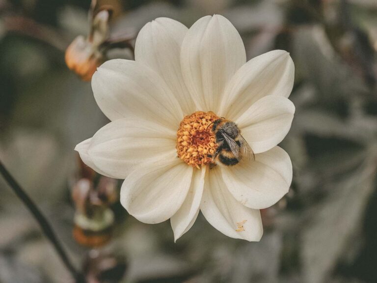 Closeup of a bee on a white flower.