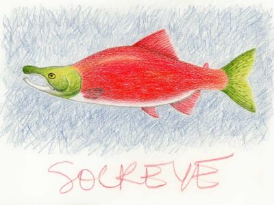 sockeye salmon