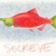 sockeye salmon