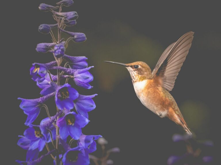 A yellow hummingbird about to reach into a bluish purple flower