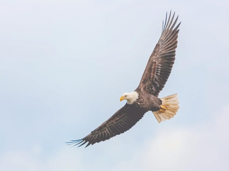 An eagle soaring with blue sky background.