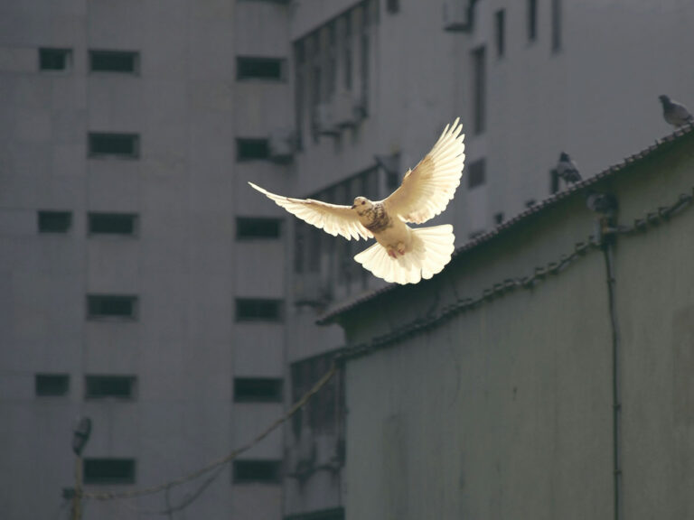White dove in flight with gray building in background.