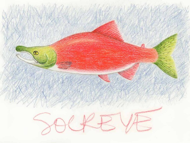 Colored pencil drawing of a sockeye salmon.
