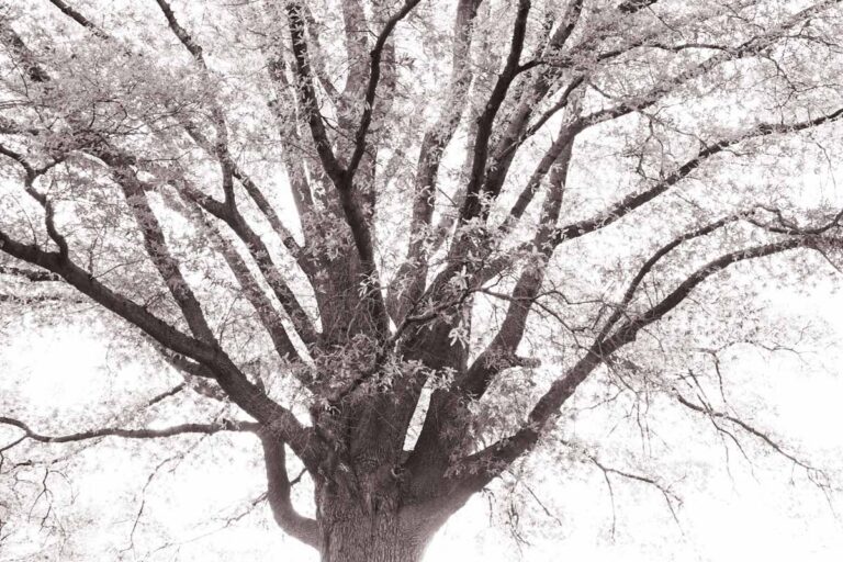 black and white tree surrounded by white light