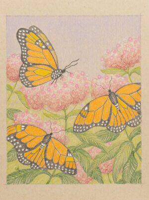 Monarchs and Milkweed